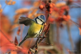 <p>SÝKORA MODŘINKA (Cyanistes caeruleus) ---- /Eurasian blue tit - Blaumeise/</p>